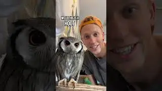 Visiting an OWL CAFE in Tokyo, Japan! #shorts