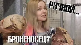 Твой Ручной... Броненосец?!