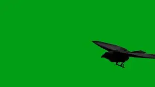 Crow flying green screen video (1) | Copyright Free