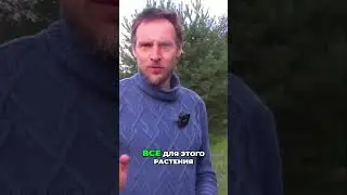 Растение, которое лечит печень, устранение ожирения и цирроз печени