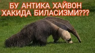 Hayvonot olami  Энг Гаройиб Хайвон Албатта Куринг
