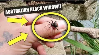 Professional Snake Handler VS Australias Most Dangerous Spider   The Redback Spider