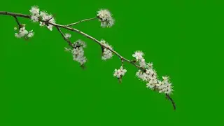 Blooming tree branches green screen video footage | White flowers video