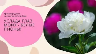 906. МОИ ПИОНЫ...ОБОЖАЮ БЕЛЫЕ...