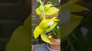 Orchid Cycnoches chlorochilon