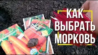 Какие Семена моркови САМЫЕ ЛУЧШИЕ ✔️ Топ Моркови От Garden zoo интернет магазин