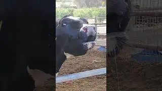 Cow crying for her stolen calf