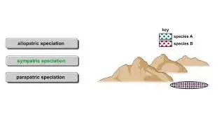 Models of speciation Animation