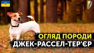 🇺🇦ОГЛЯД ПОРОДИ ДЖЕК-РАССЕЛ-ТЕРʼЄР