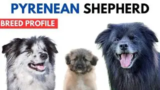 Pyrenean Shepherd Breed Profile History - Price Traits - Chien de Berger des Pyrénées Grooming Needs