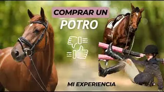 La realidad de comprar un caballo joven