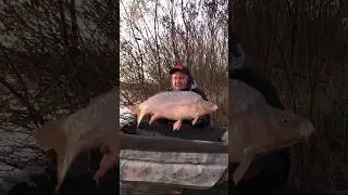 Поймали карпа в ноябре #карп #carpfishing #карпфишинг #рыбалка