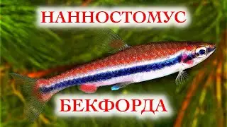 Нанностомус Бекфорда. Содержание в аквариуме, совместимость