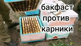 ОТВОДОК БАКФАСТ ПРОТИВ КАРНИКИ