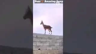 Deer 🦌 Amazing Jump 