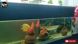 12 inch #arowana  with parrot fish#aquarium  aquarium with #beautiful  #healing #music