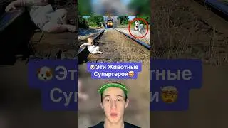 Эти Животные Супергерои!🤯 #shorts #животные #собака