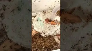 Vacuum cleaning my ant farm
