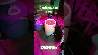 Свой прудик на участке/ Как вырастить хлореллу для пруда на даче с рыбой