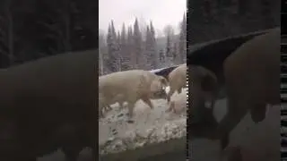 хрюшки всем семейством гуляют