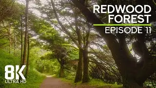 Relaxing Atmosphere of Redwoods | Birds Chirping & Wind Sound - 8K Echoes of the Ages - Episode 11