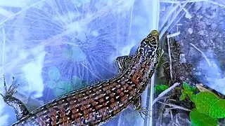 I found exotic animals in tropical areas in palm oil plantations