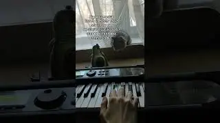 Дурак и молния на пианино 🎹 Обучение Кошка слушает Короля и шута
