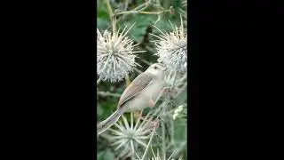 Ashy Prinia / Small Little Birds / Ashy Prinia Bird / Prinia Species / YT Shorts /Birds Shorts