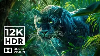 EXPLORE JUNGLE WILDLIFE 4K HDR | with Catchy Cinematic Music (Colorful Animal Life)