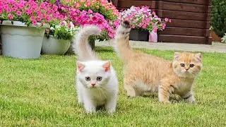 The kittens enjoyed walking in the beautiful garden 😍🌸