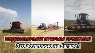 ДВА УРОЖАЯ ЗА СЕЗОН на багаре! Риск оправдан или нет?