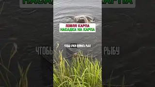 ЛУЧШАЯ НАСАДКА на карпа со старта #карпфишинг