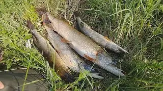 Первые  щуки начала сезона из малых рек