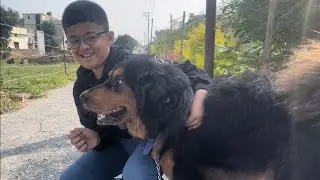 “ Nawaab”  sher ban gya h !! | 1 year old Tibetan Mastiff