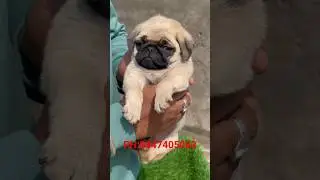 Pug puppy available