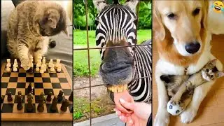 Funny ANIMALS videos 🤣 Funniest CATS😺 and DOGS🐶 2024