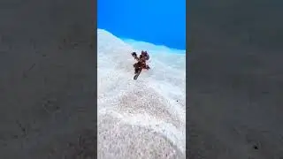 Satisfying cute octopus walking on the ocean floor