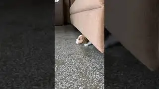 cute beagle puppy#beaglepuppy #beagle