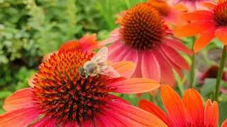 Beautiful footage. A bee collects nectar on Echinacea. The bee is very close to the flower.