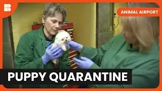 Pomeranian's in Quarantine - Animal Airport - Animal Documentary