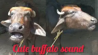 cute buffalo sound 