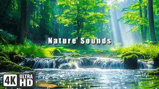 4K HDR Forest Stream - Relaxing Stream Sounds - Soothing Piano music - White Noise - Nature Sounds