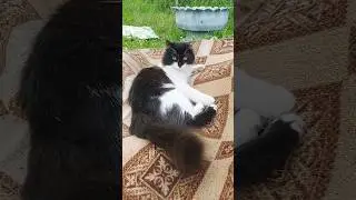 У кота пушистый хвост на зависть другим 