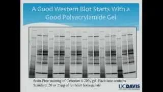Can We Trust Western Blots?