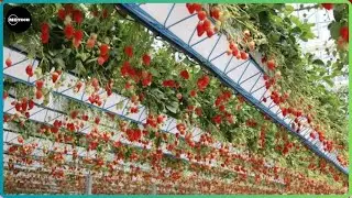 Best Strawberry cultivation Method  ( Hydroponics StrawBerry Farming )