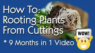 How To Root Plants Over Winter From Cuttings: 9 Months of Video