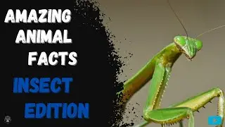 Amazing Animal Facts - Insect Edition