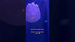 #jellyfish #waterworld Georgia aquarium #jokeoftheday