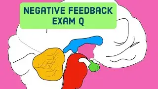 Negative Feedback & Hormonal Response-Leaving Cert Biology 2024