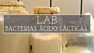 Cómo cultivar bacterias beneficiosas | fungicida y fertilizante | LAB KNF